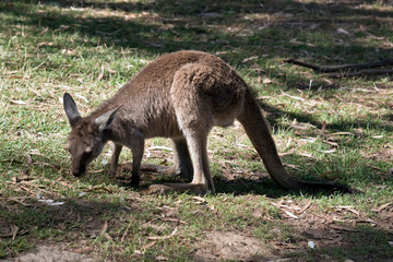 this is a joey western grey kangaroo