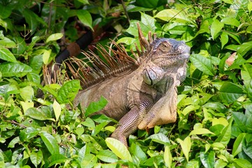 Tree Iguana in Costa Rica