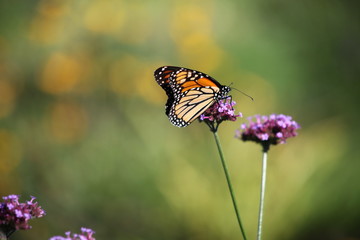 butterfly on flower