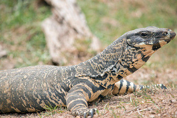 Fototapeta premium this is a side view of a lace lizard