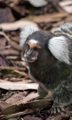 this is a white eared marmoset