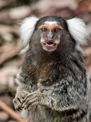 the white eared marmoset is eating an apple