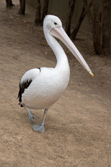 the pelican is walking to the beach