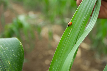 Catarina en planta de maíz