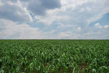 Fototapeta na wymiar Campo de maíz con cielo azul de fondo