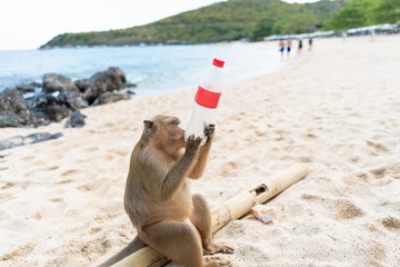 Fototapeta na wymiar Monkey with garbage plastic a bottle of water on the beach due to water shortage and greenhouse effect.