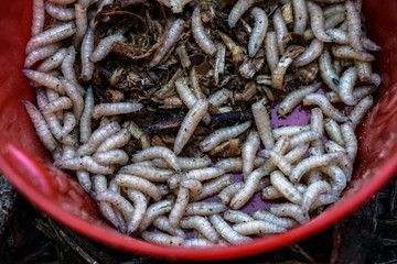 Maggots for the fisherman in boxes on the grass and twigs near the river. White worms in a jar....