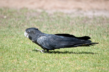 this is a side view of a female red tailed black cockatoo