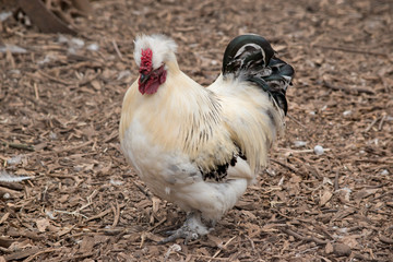 this is a side view of a rooster