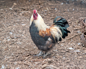 this is a very colorful rooster