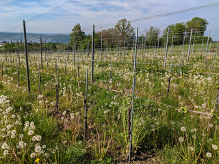 Vineyard on the shore of Lake Constance (Bodensee), in Southern Germany