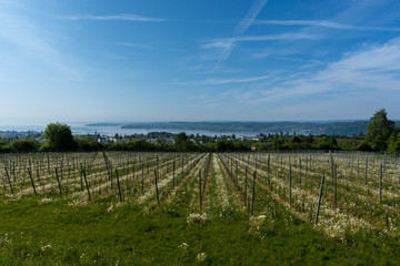 Fototapeta na wymiar Vineyard on the shore of Lake Constance (Bodensee), in Southern Germany
