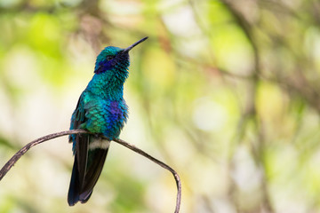 Obraz premium Hermoso colibri descanzando en una rama. Esta hermosa ave colorida esta cantando.