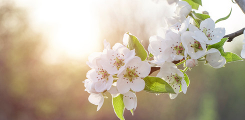White cherry, cherry or pear flowers background.