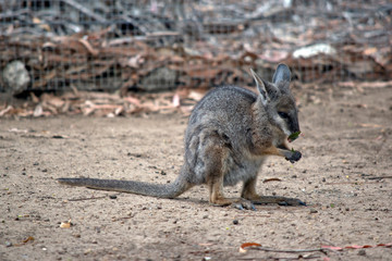 Fototapeta premium The tammar wallaby, also known as the dama wallaby or darma wallaby, is a small macropod native to South and Western Australia