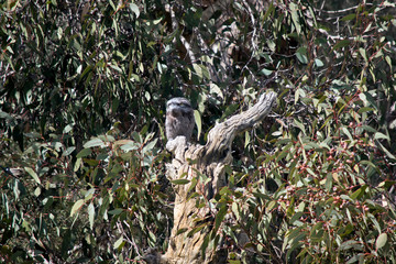 the tawny frogmouth is hiding in a tree