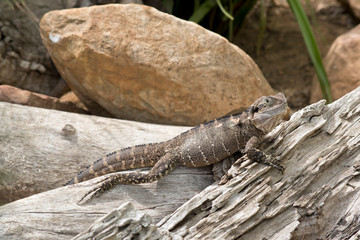 the water dragon is climbing up a piece of wood