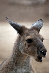 this is a close up of a western grey kangaroo