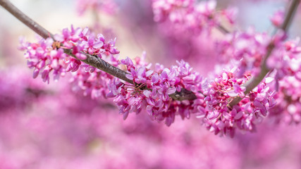 Cercis canadensis Canadian crimson, pink flowers macro, background