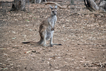 Naklejka na ściany i meble this is a joey western grey kangaroo