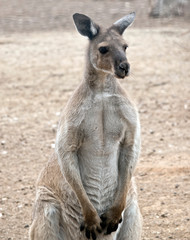 this is a male western grey kangaroo