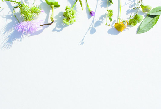 Cornice di fiori selvatici su cartoncino ruvido, composizione fiori e piante selvatiche, copertina con fiori, base per auguri, matrimonio