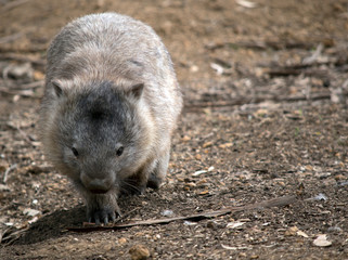 the wombat is walking along the dry barren land