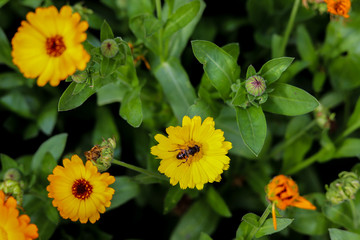 Bee pollinating a yellow flower in a garden in Portugal