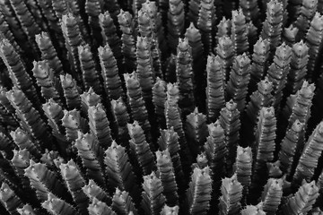 
black and white cactus texture in a garden