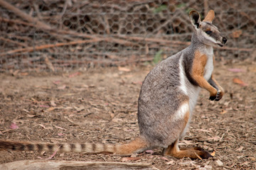 this is a side view of a yellow tailed rock wallaby