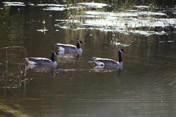 canada goose swimming