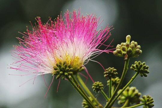 Close-up Of Flower Blooming On Albizia Tree