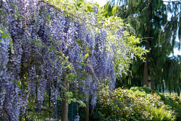 A picture of some purple wisteria blooming in the garden.     Vancouver BC Canada 
