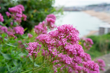 Fototapeta premium Lagerstroemia Pink