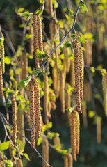 白樺　花　素材