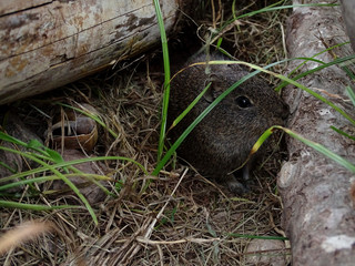 Mountain cavy hide between tree trunks and grass. Microcavia australis