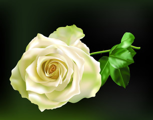 Beautiful realistic white rose, isolated on a dark green background.
