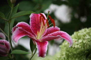 pink lily flower