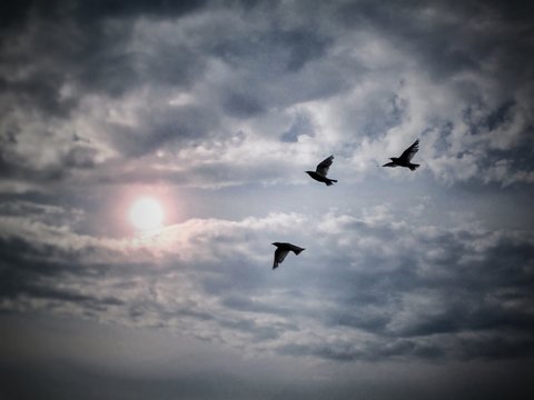 Three Birds Flying In Sky