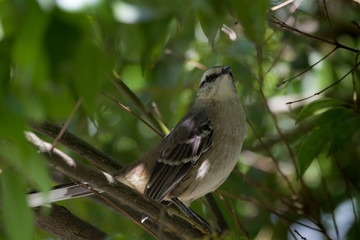 sparrow on a branch