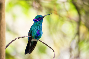 Fototapeta premium Una colorida ave descanzando en una rama. Es un hermoso colibrí
