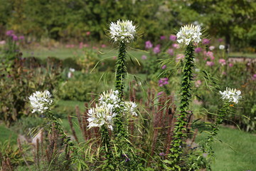 Obraz premium wild flowers in the garden