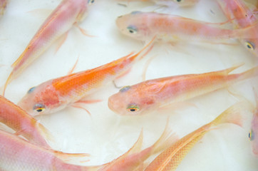 Top view of beautiful Nile tilapia fish