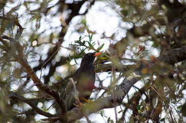 Birds, birdswhatching, Nature, Argentina, Córdoba
