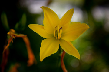 yellow flower in the garden