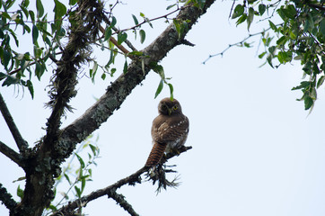 Birds, birdswhatching, Nature, Argentina, Córdoba