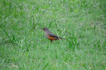 Birds, birdswhatching, Nature, Argentina, Córdoba