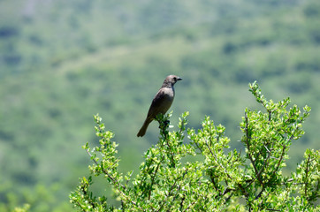 Birds, birdswhatching, Nature, Argentina, Córdoba