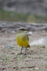 Birds, birdswhatching, Nature, Argentina, Córdoba