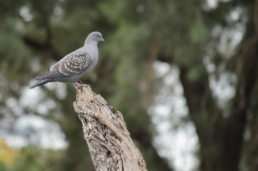 Birds, birdswhatching, Nature, Argentina, Córdoba